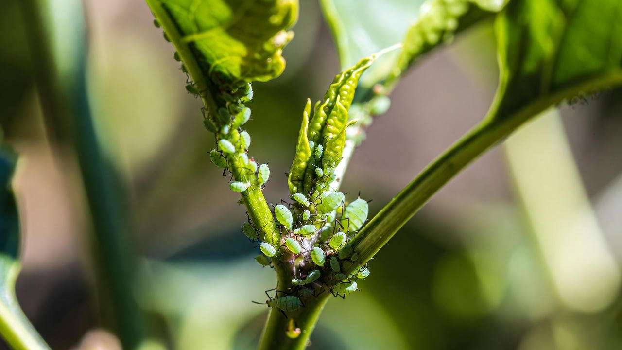 Aphids infesting the leaves and stems of a pepper plant close-up