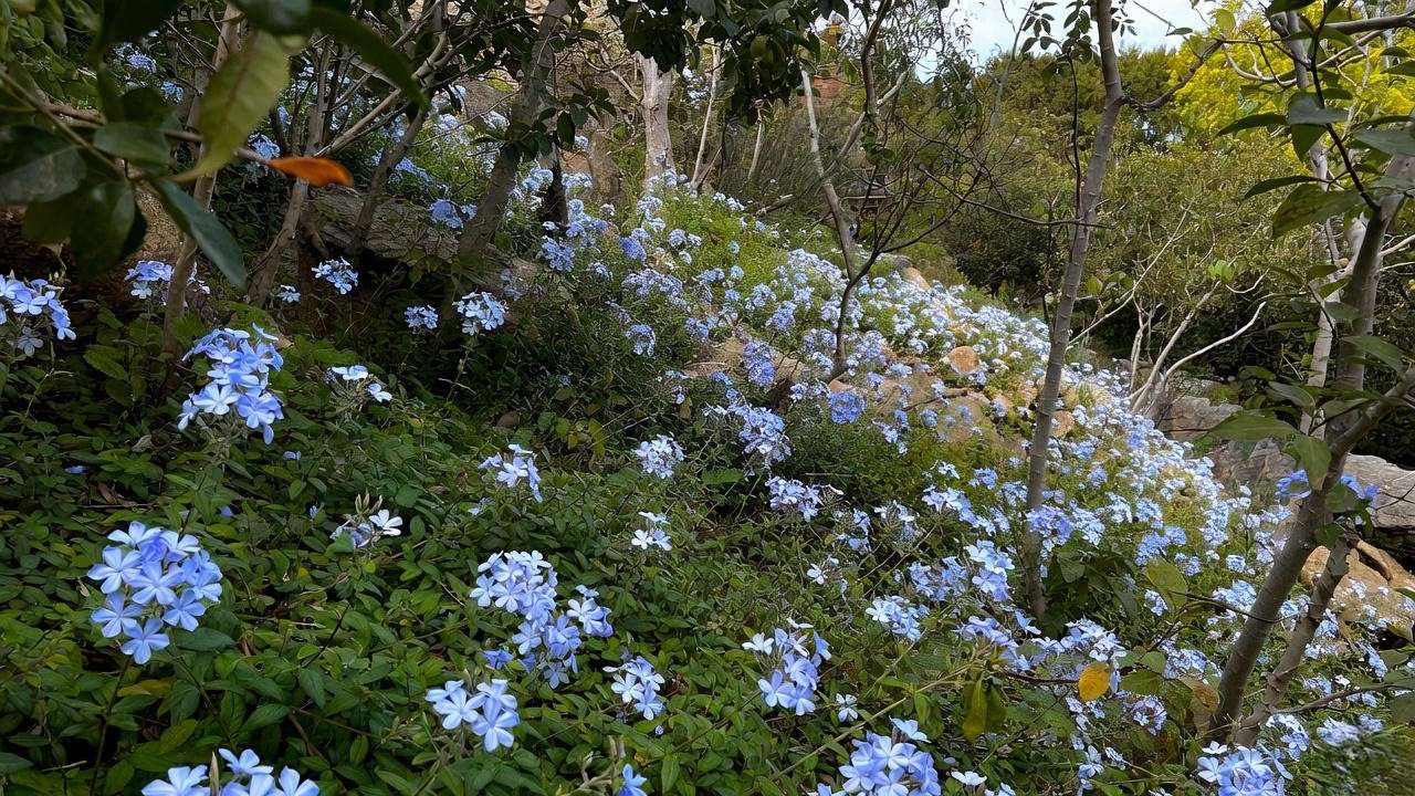 Using Hardy Plumbago in Your Garde