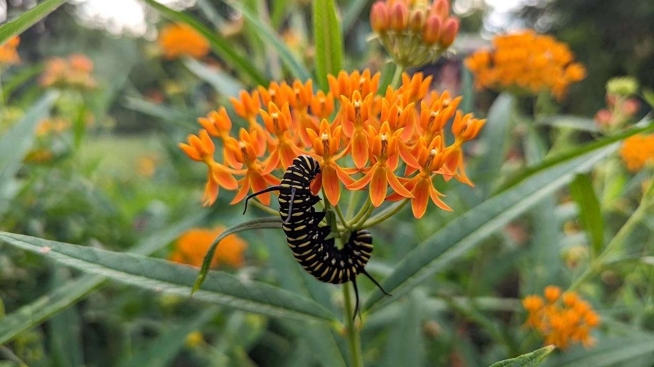Monarch caterpillar on native butterfly weed Asclepias tuberosa in Michigan