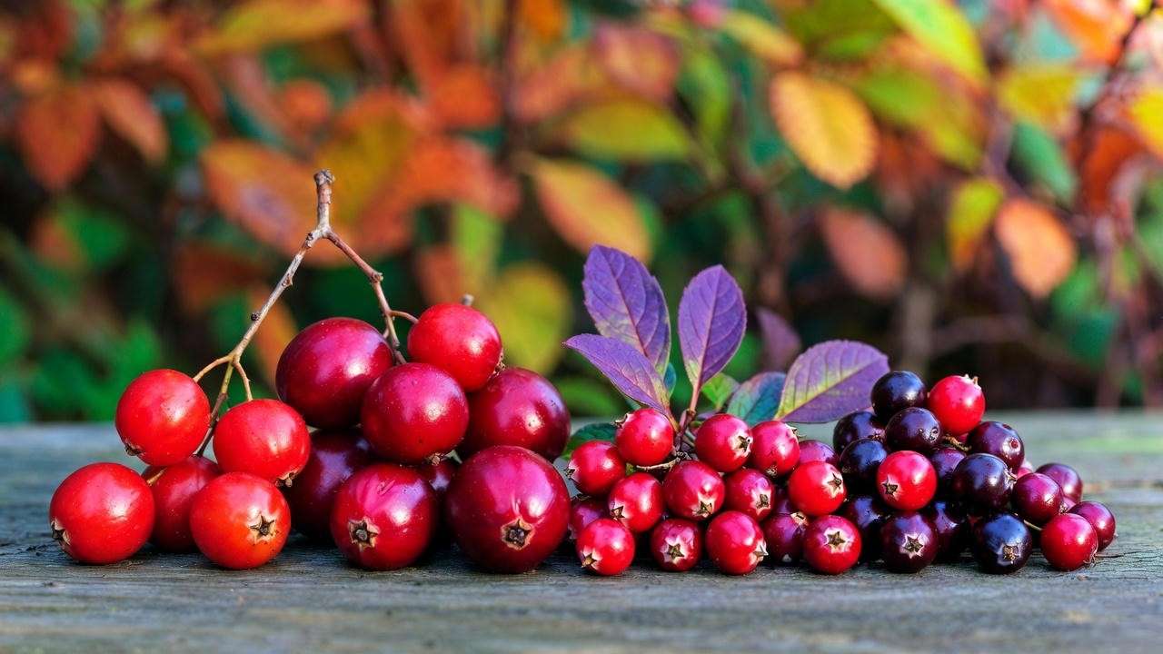 Close-up of top cranberry varieties for home growing: Stevens, Ben Lear, Pilgrim, and Early Black berries