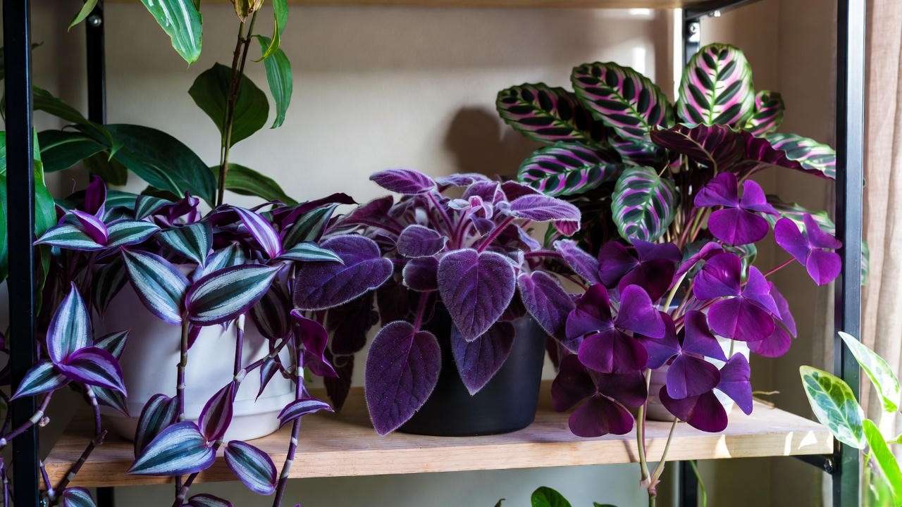 Vibrant indoor plants with purple leaves including Purple Heart, Purple Velvet Plant, Oxalis, and Calathea on a shelf