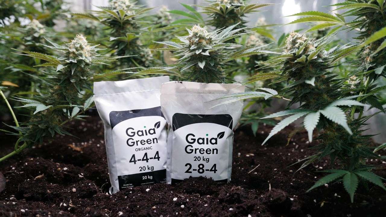 Gaia Green 4-4-4 and Power Bloom 2-8-4 dry amendments with frosty cannabis buds in living soil