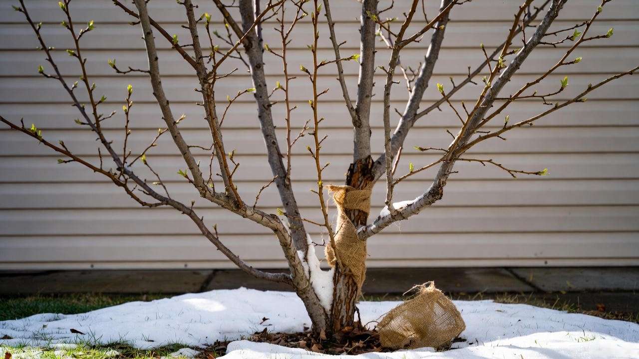 Chicago Hardy fig tree regrowing vigorously in Zone 5 after winter dieback against protected wall