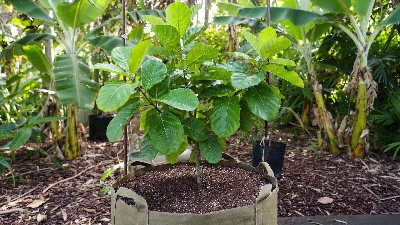 Container-grown cupuaçu tree in large fabric pot with perfect soil mix