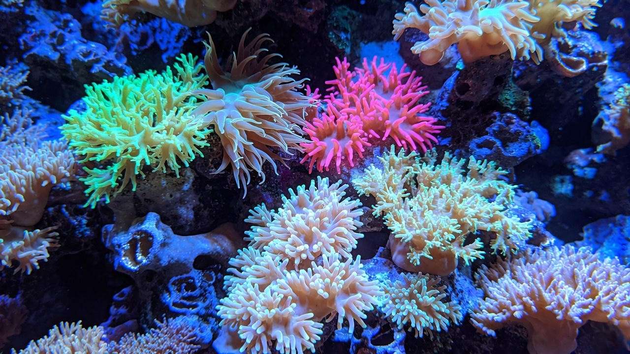 Kenya tree coral garden wall in mixed reef aquarium