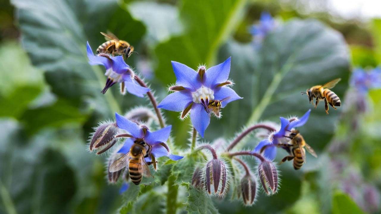 Borage flowers attracting pollinators and beneficial insects next to collard greens