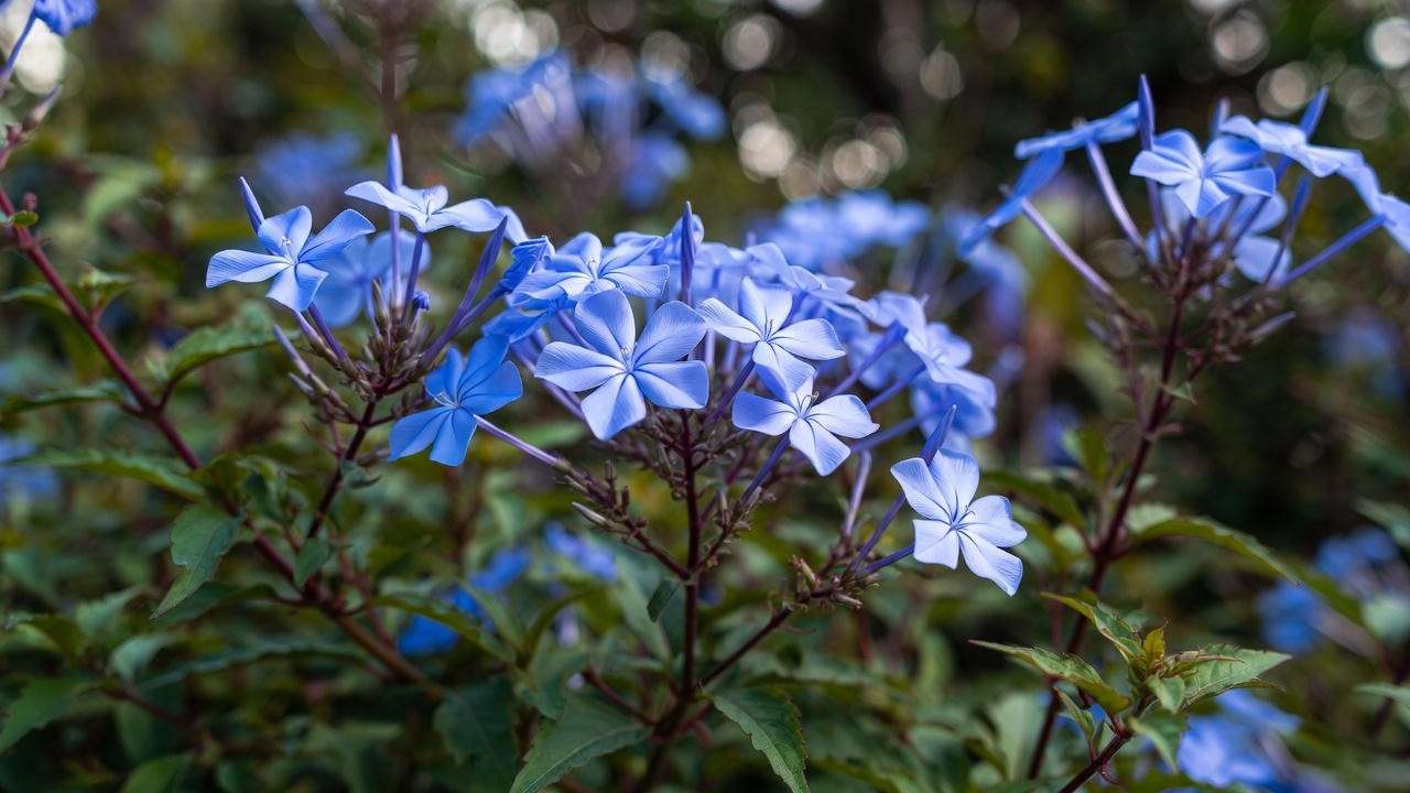 Close-up of hardy plumbago plant (Ceratostigma plumbaginoides) with vibrant blue flowers and glossy green leaves.