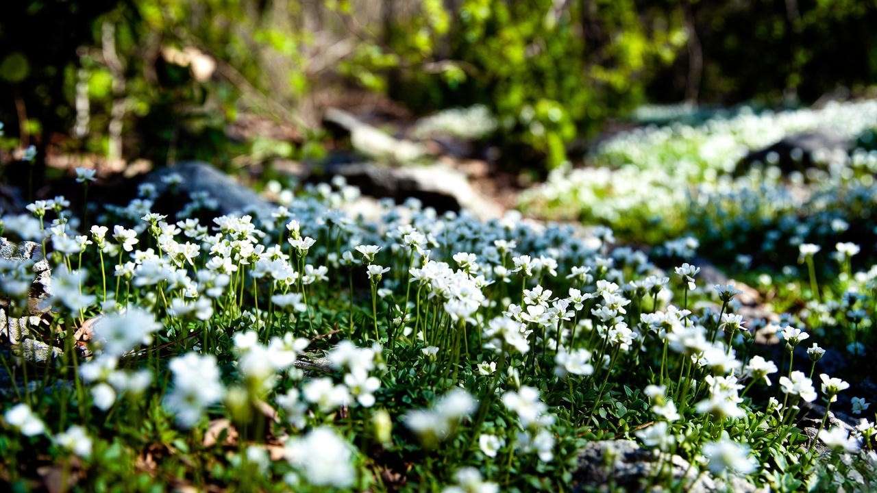 Iberis Snowflake candytuft evergreen white groundcover in spring