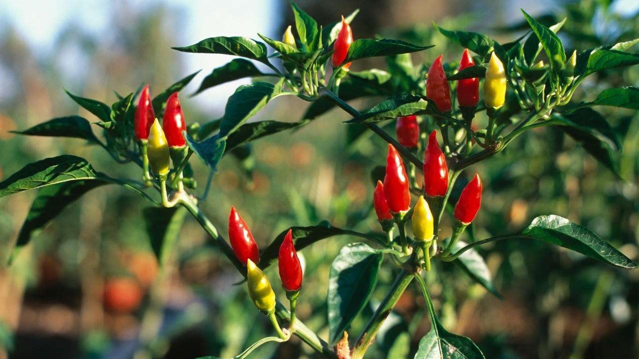 Characteristics of the Plant and Fruit