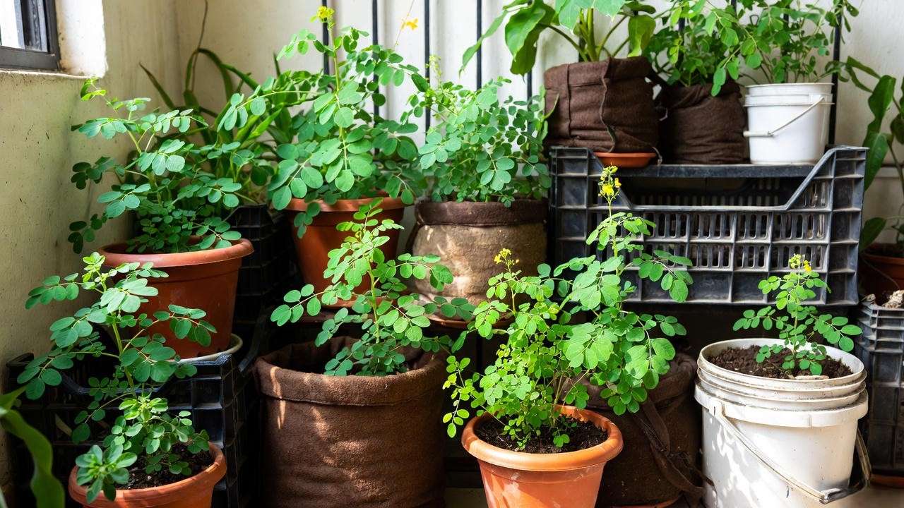 Different containers suitable for growing fenugreek at home – pots, grow bags and crates