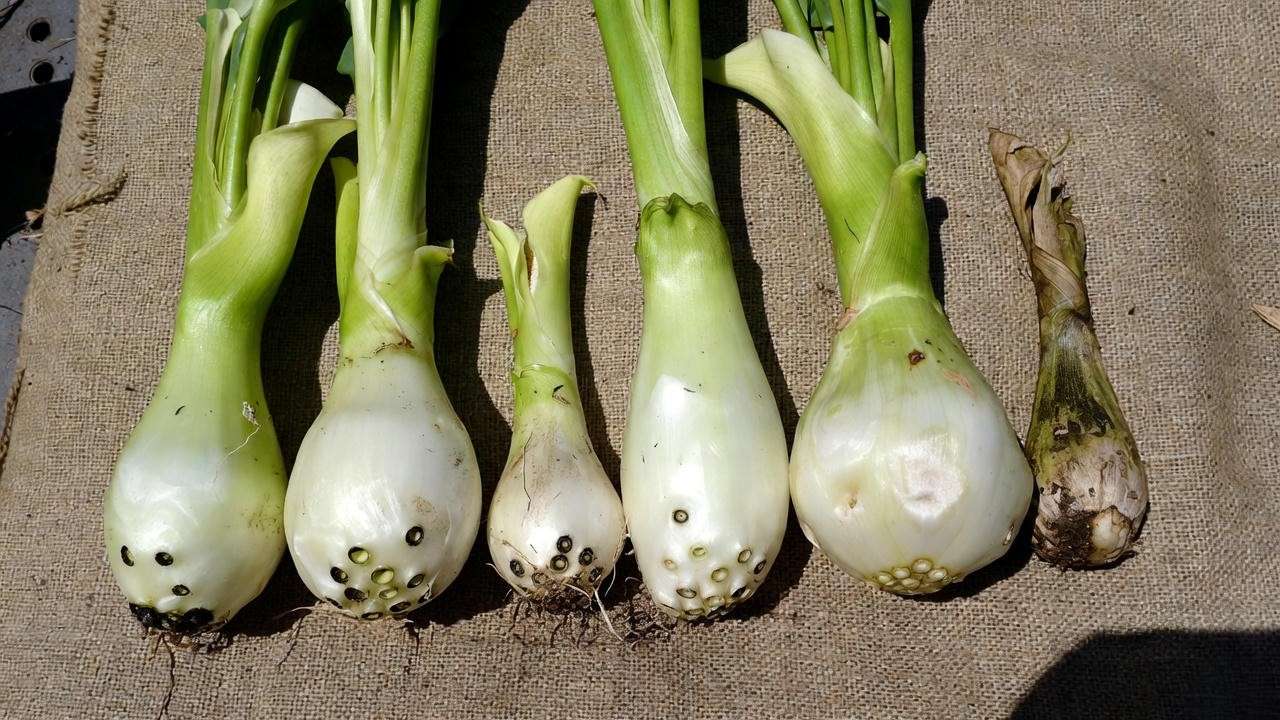Healthy vs poor quality calla lily rhizomes – what to look for when buying