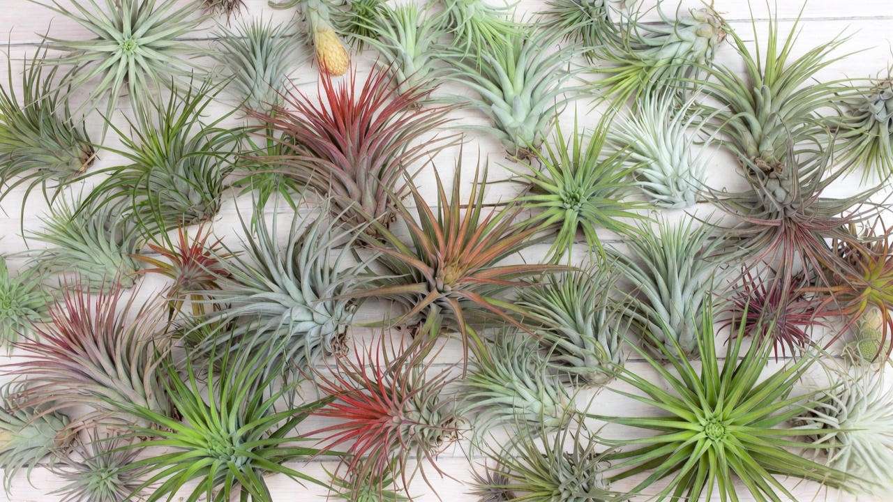 Top 10 best air plant species for hanging displays in 2025 including xerographica and ionantha
Image: Gol