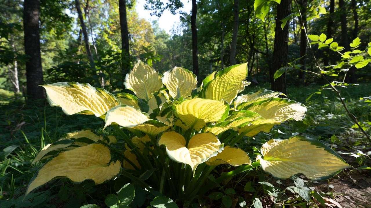 Hosta 'Guacamole' thriving in dappled morning light under trees