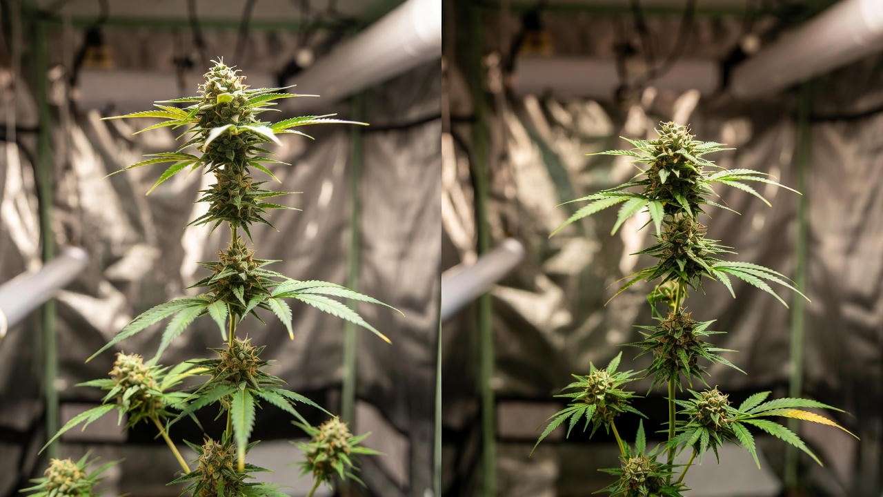 Before and after of harvesting only the top half of a flowering cannabis plant