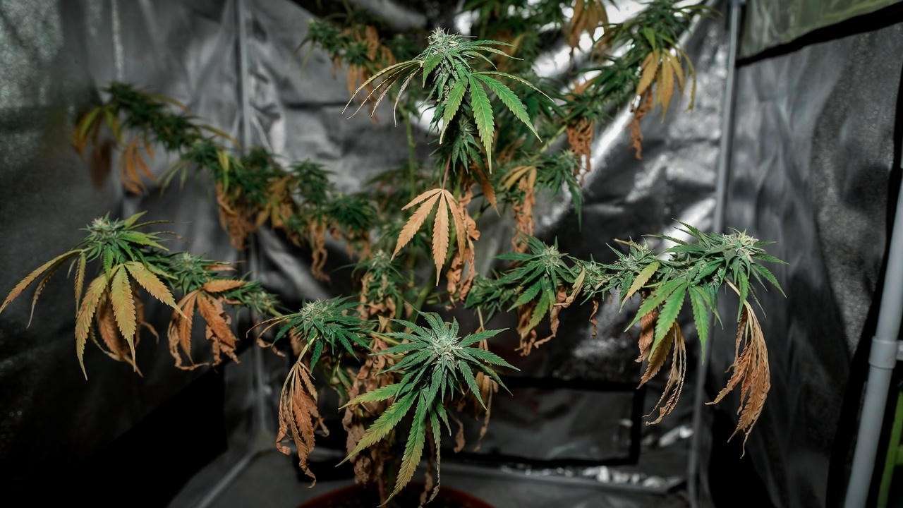 Example of over-cutting during partial harvest causing plant stress and death