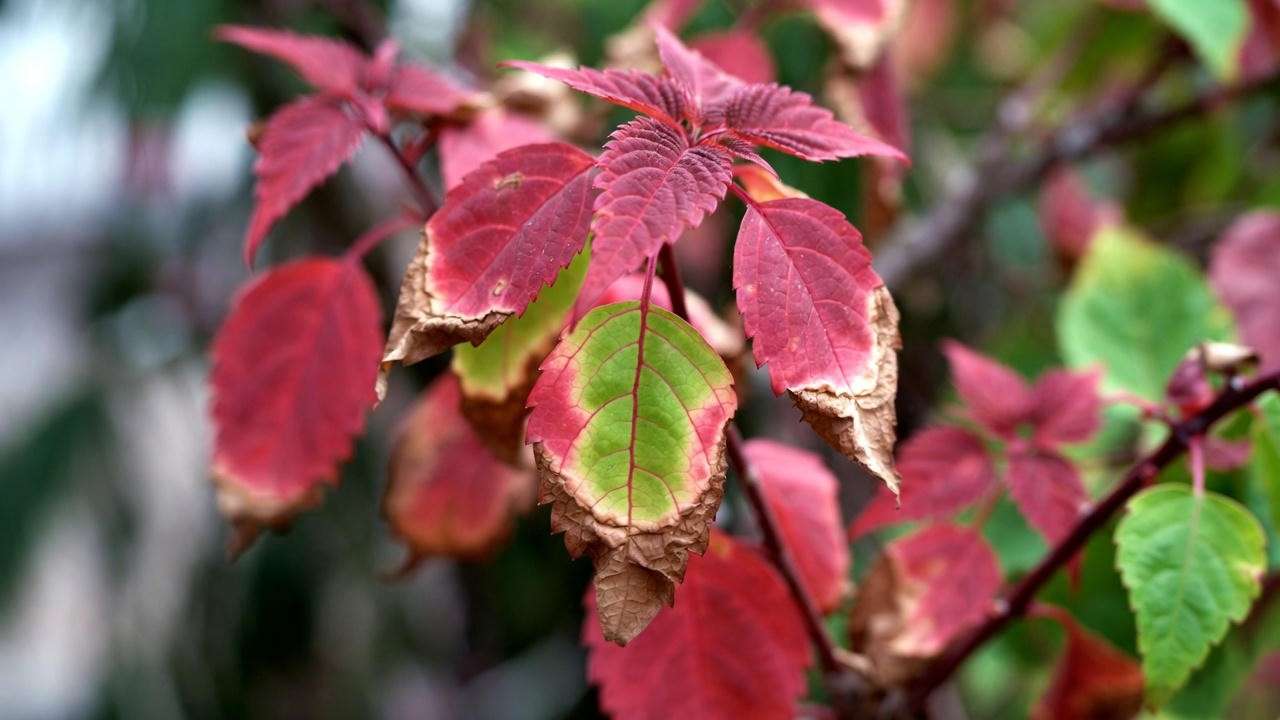 Red foliage plant with leaf scorch damage and brown edges