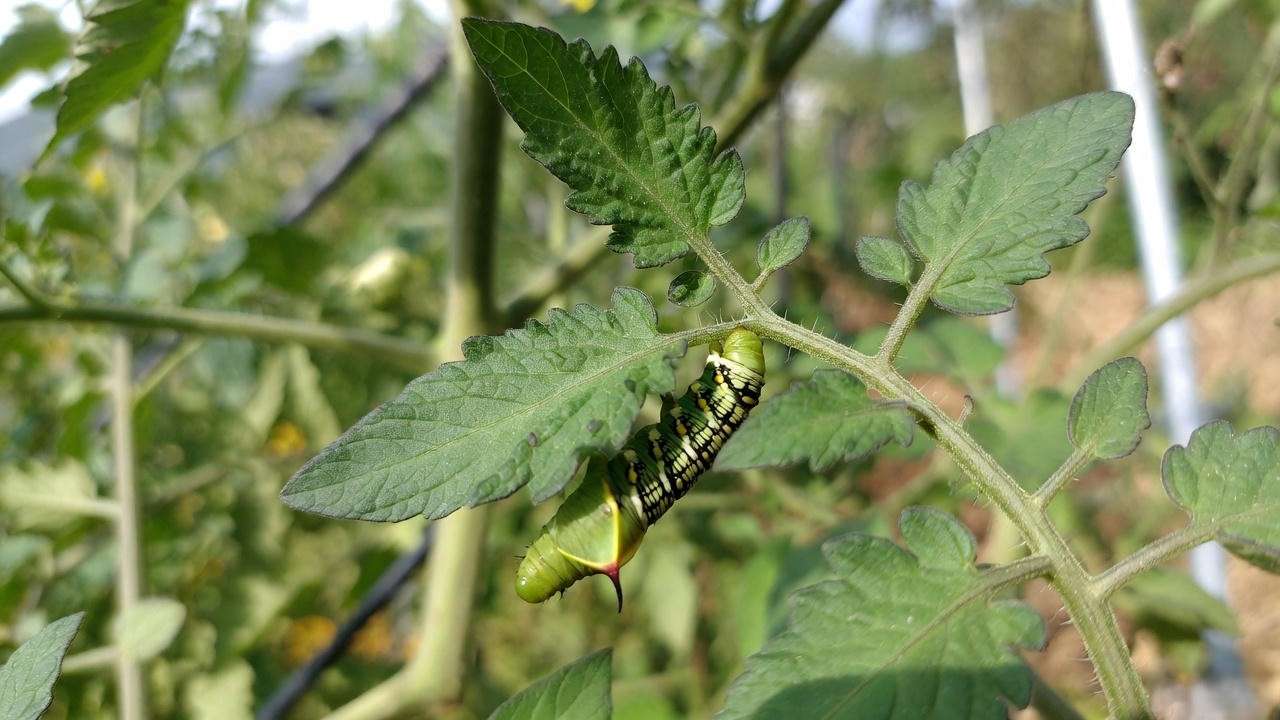 Tomato hornworm pest on a Sun Gold tomato plant leaf