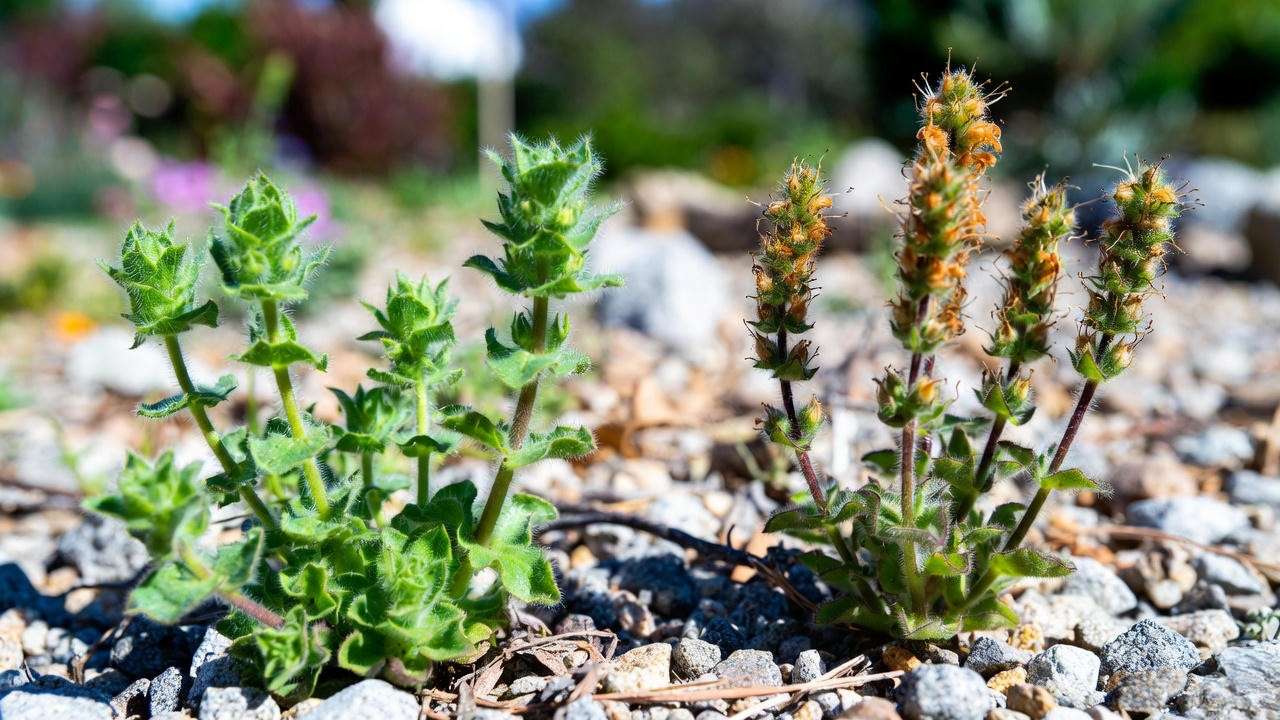 Before and after deadheading hairy beardtongue for second bloom flush