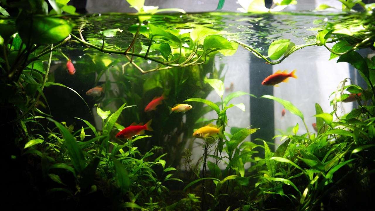 Thriving aquarium with natural pothos filtration system