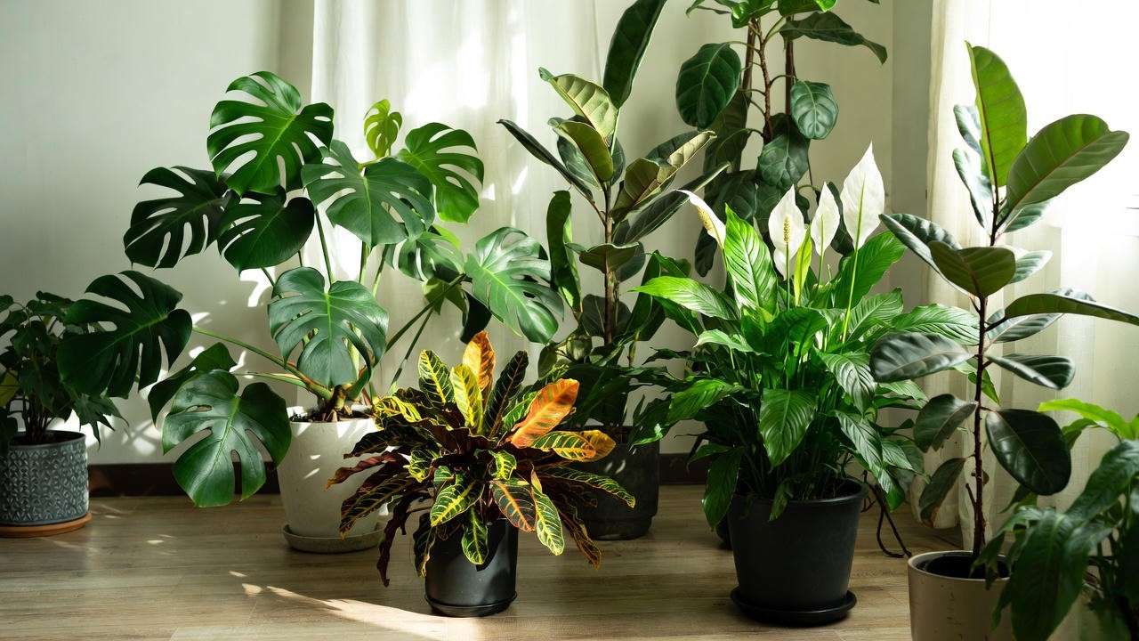 Houseplants fully recovered and thriving after white dot treatment – lush and healthy new growth