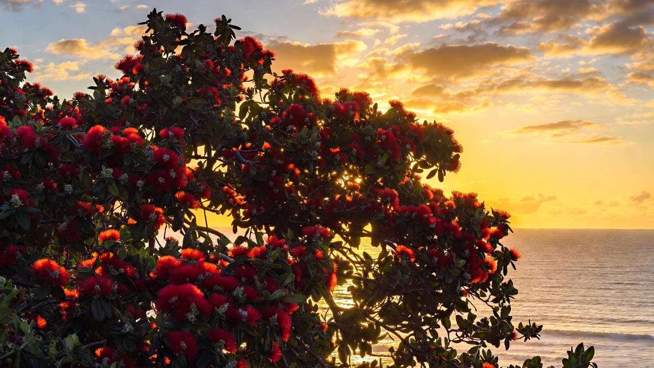Spectacular pohutukawa tree in full bloom at sunset over the New Zealand coast
