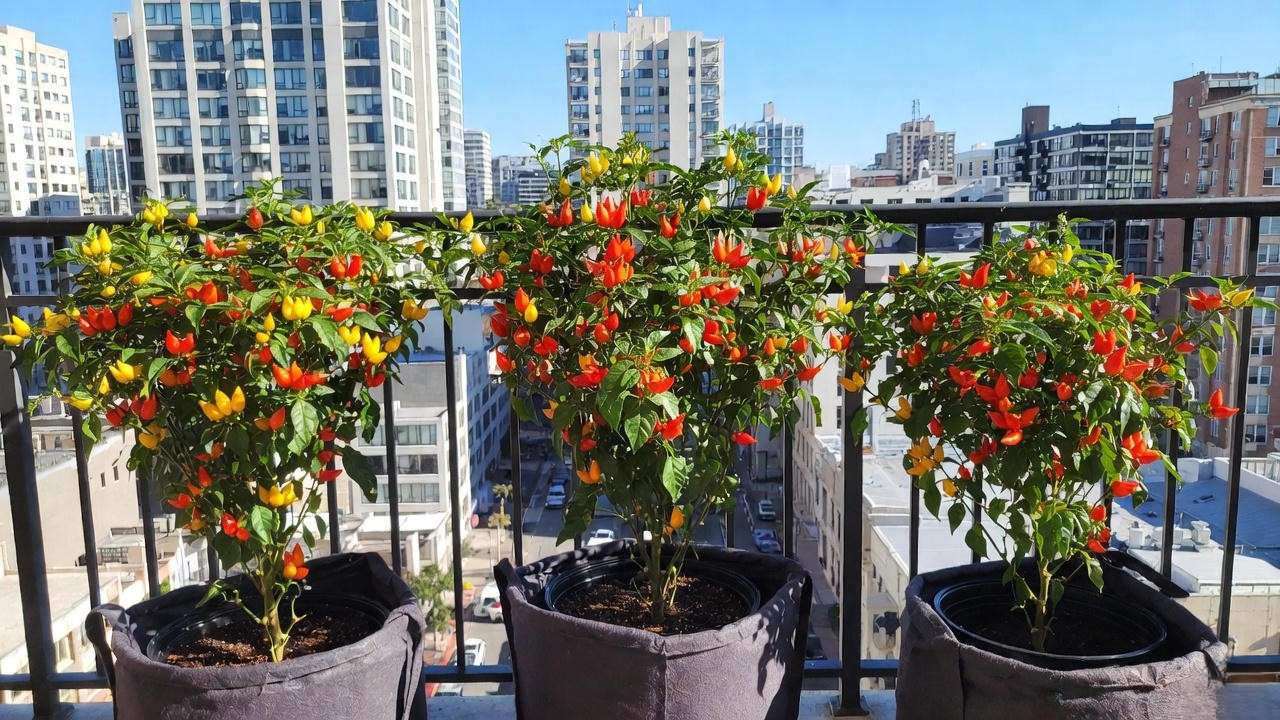 Productive Scotch Bonnet plants thriving in containers on apartment balcony