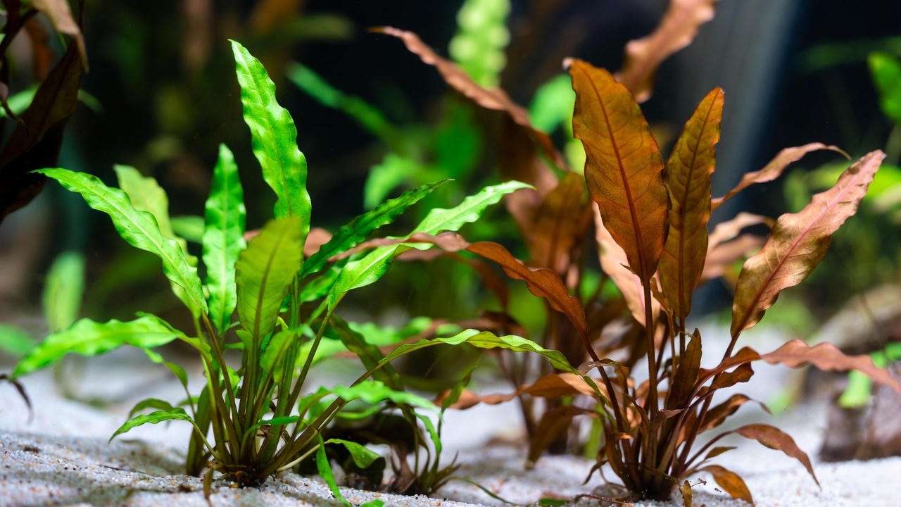 Cryptocoryne wendtii Green and Bronze – melt-proof low-tech aquarium plants