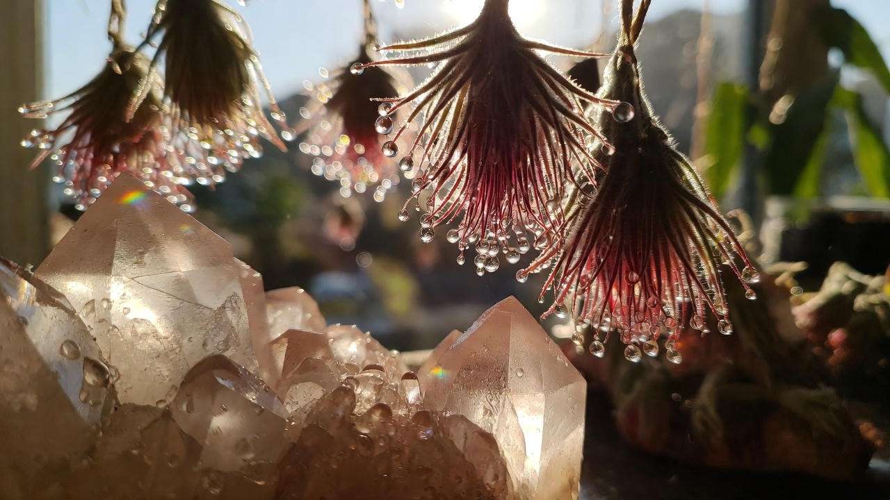 Rainbow-making crystal and air plant suncatcher with Tillandsia ionantha