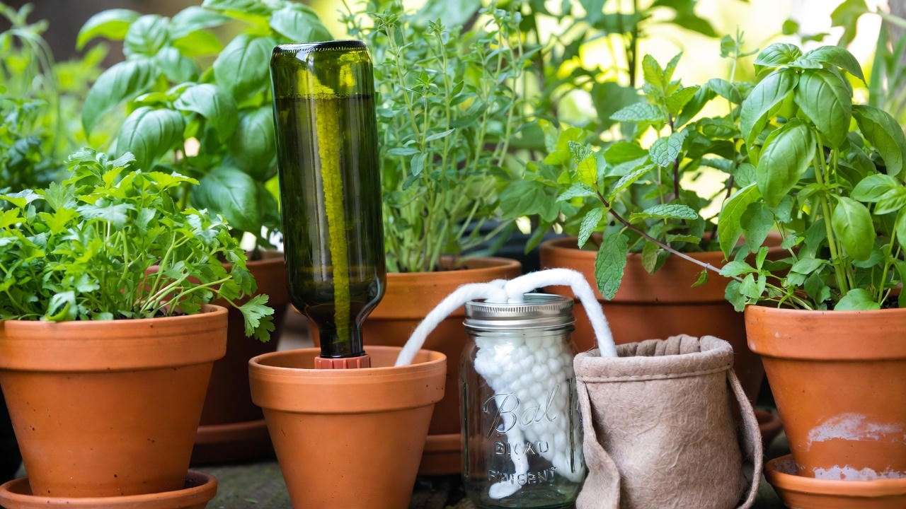 DIY watering systems for potted plants using wine bottles and wicks