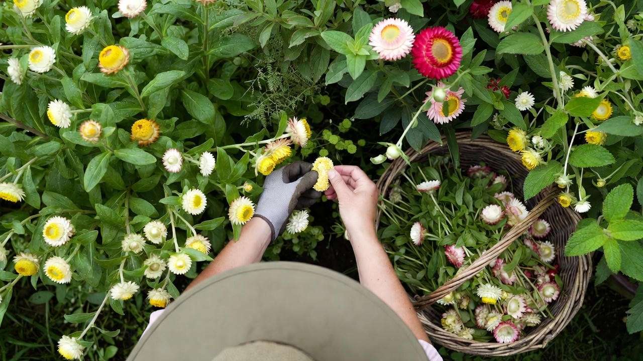 Pinching and deadheading life everlasting plant for bushier growth and more blooms