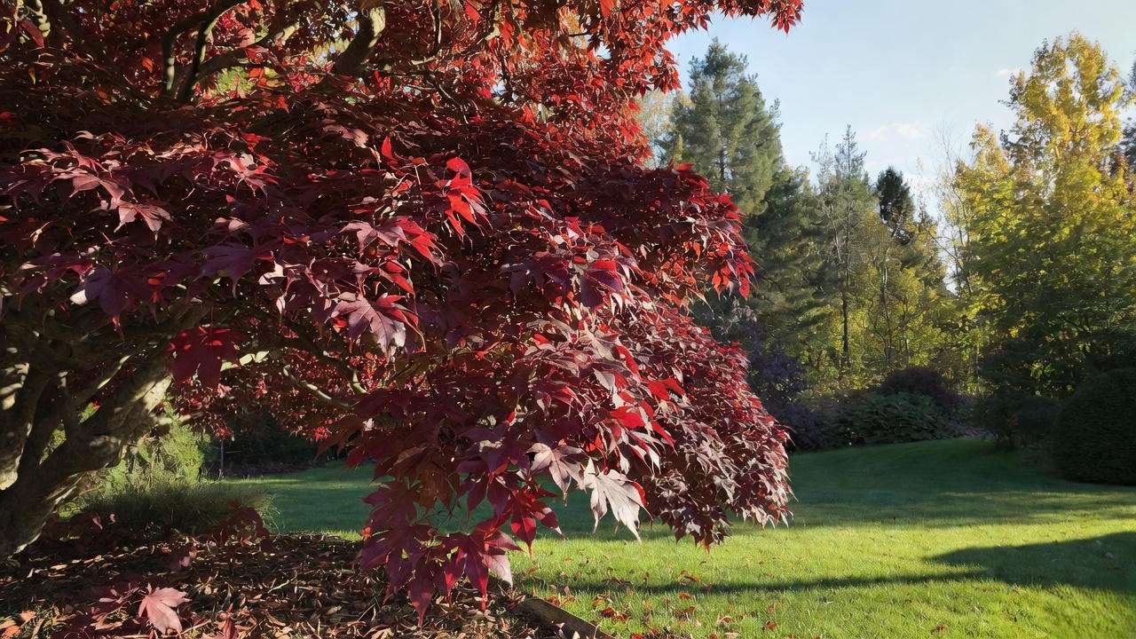 apanese maple tree with vibrant red autumn foliage in a garden