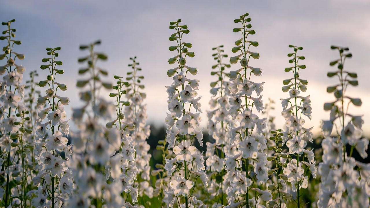 White Delphinium Galahad spires in an English herbaceous border at dusk