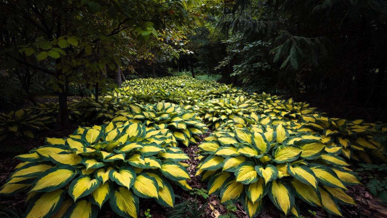 Mass planting of Hosta 'Guacamole' forming a river of gold in a woodland shade garden