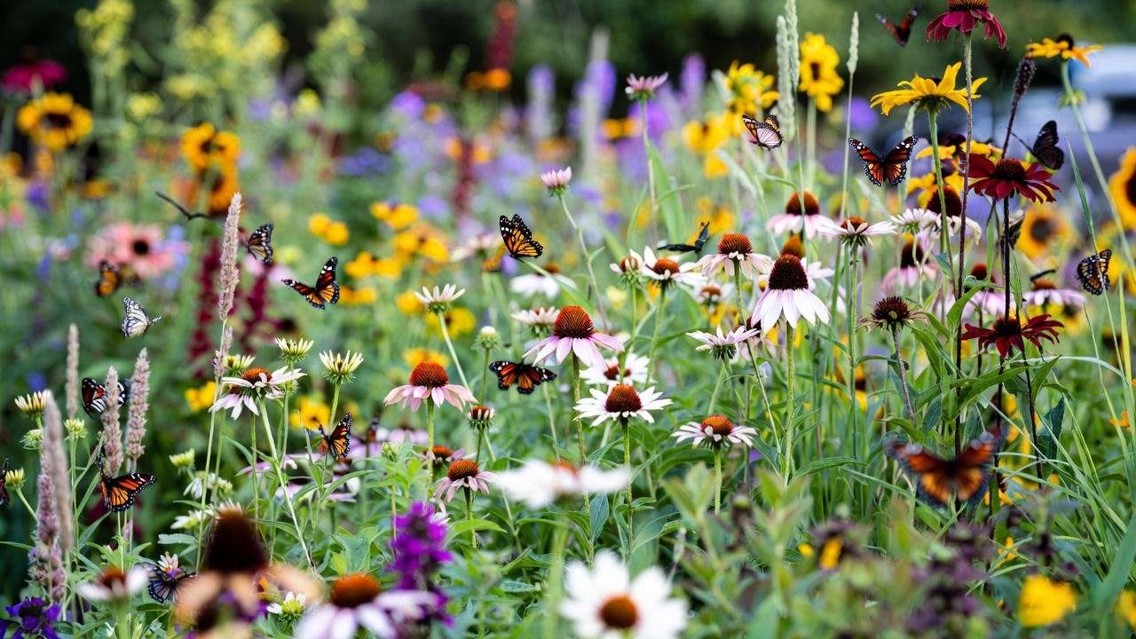 Low-maintenance pollinator-friendly Michigan perennial border with native plants