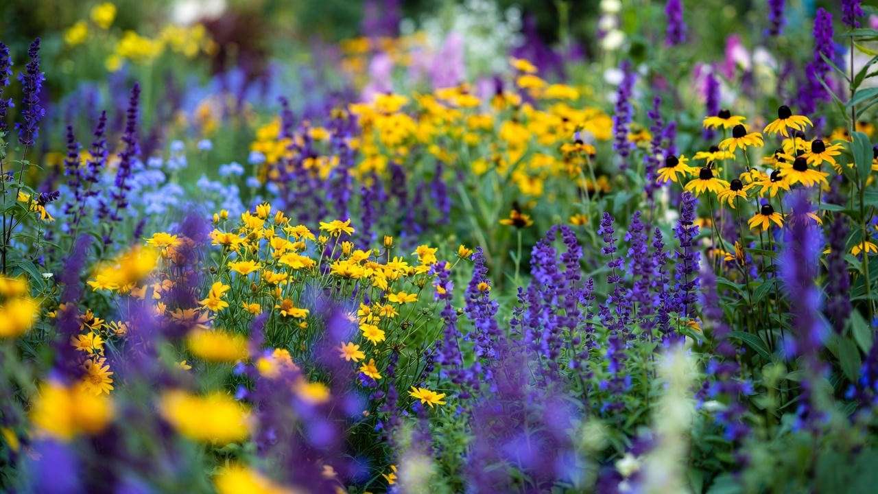 Yellow perennials paired with purple and blue flowers for stunning garden contrast