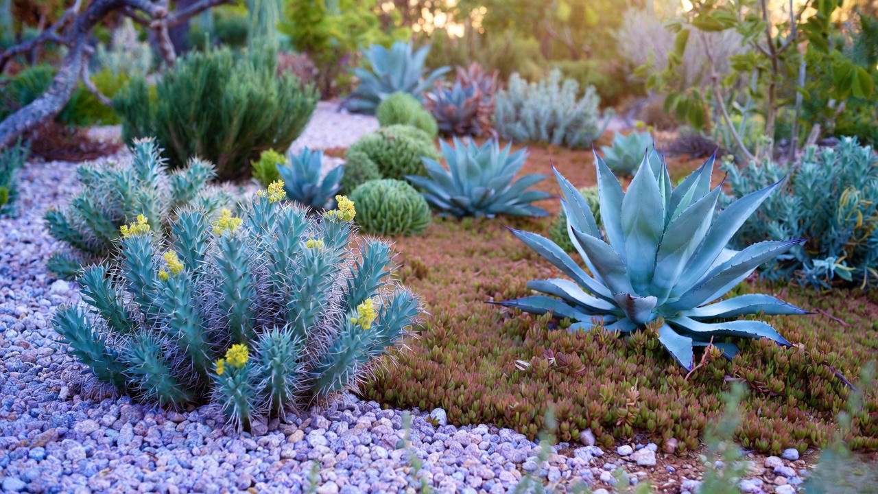 Euphorbia gopher plant companion planting with agave and sedum in xeriscape