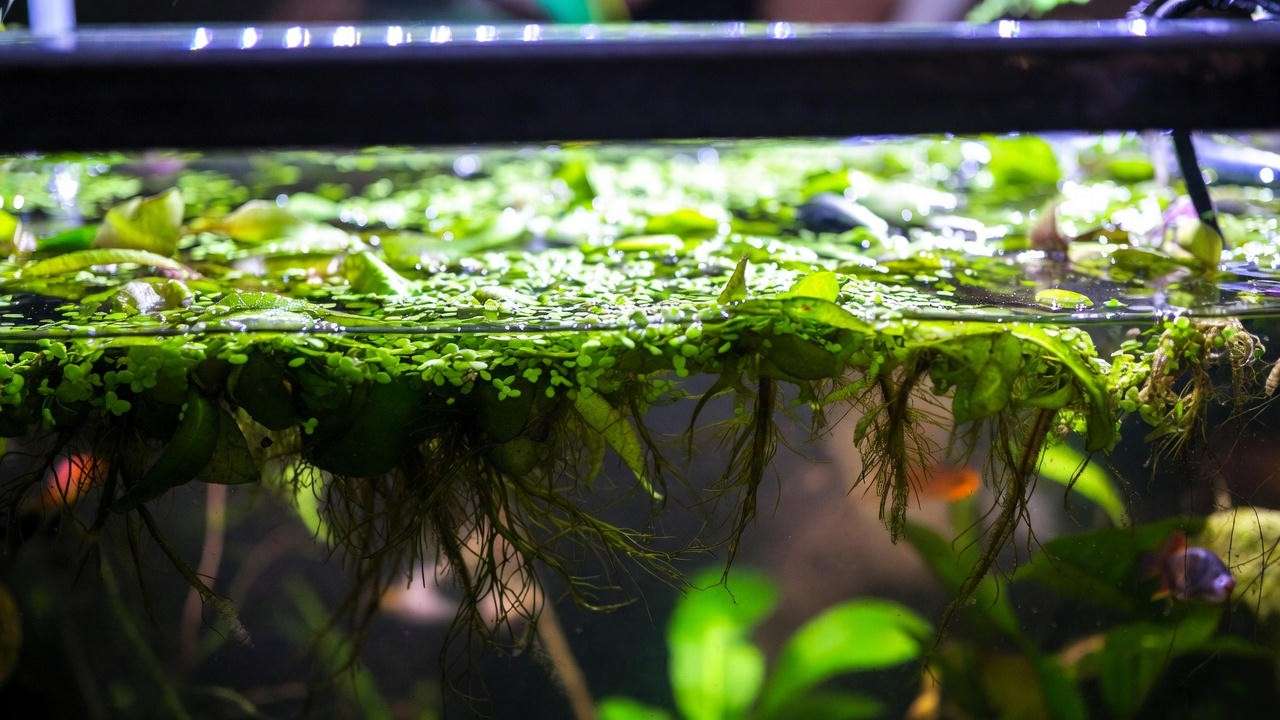 Controlled duckweed and Salvinia minima surface cover – fastest-growing floating plants