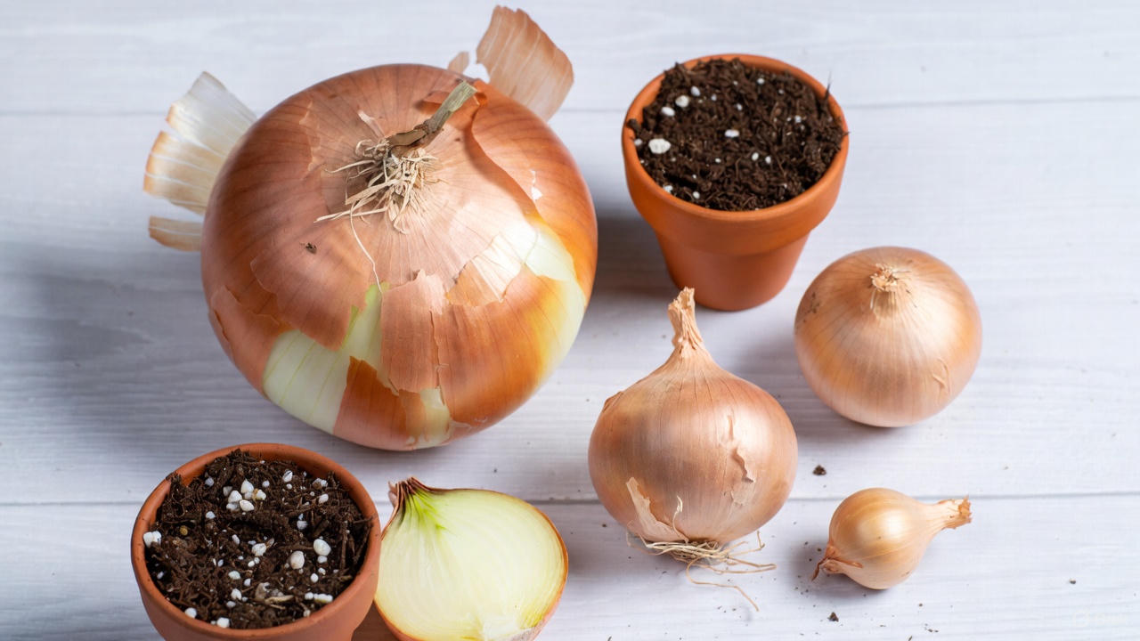 Pregnant onion plant propagation – detached baby bulblets ready for planting