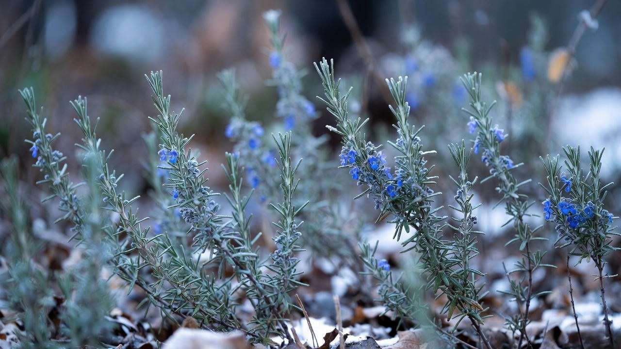 Prostrate rosemary plants enduring light winter frost