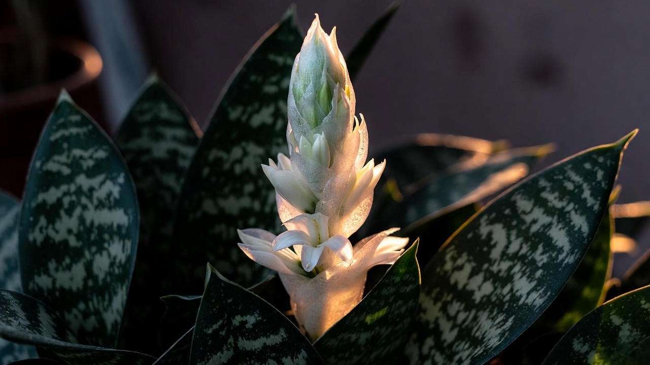 Rare indoor flowering Zeylanica snake plant with fragrant white blooms