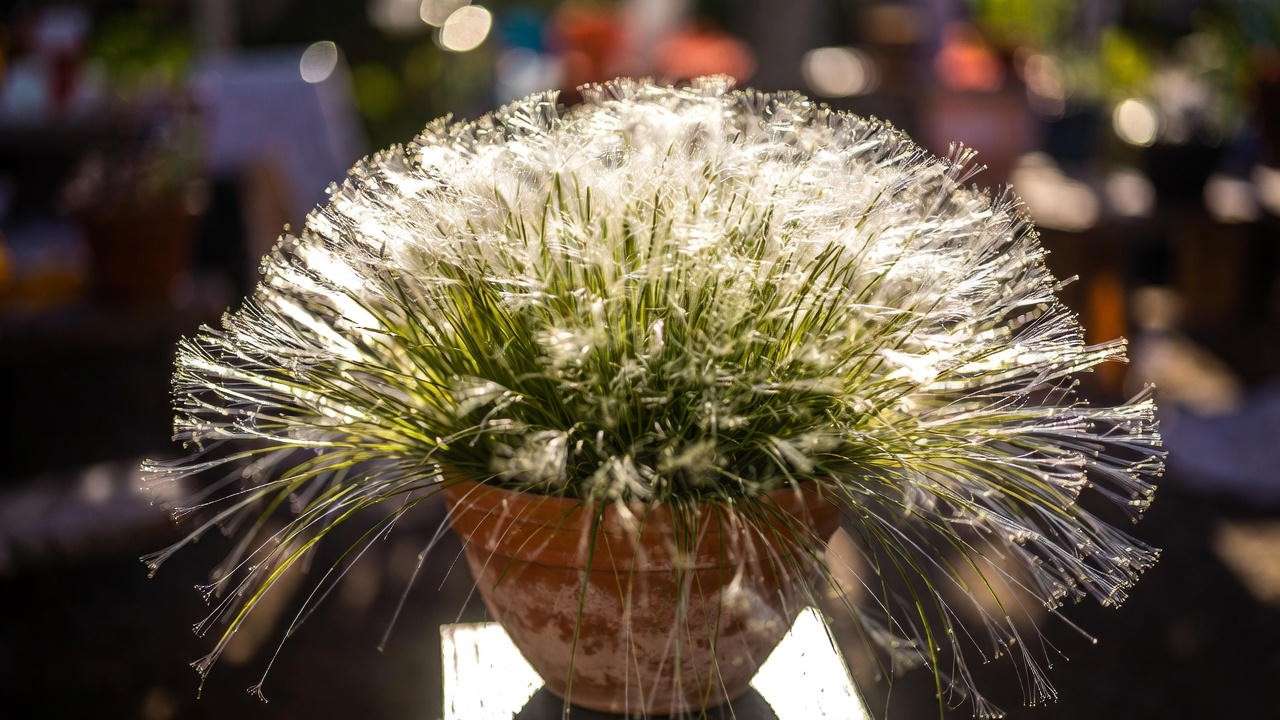 Mature 7-year-old fiber optic grass plant grown indoors with expert care