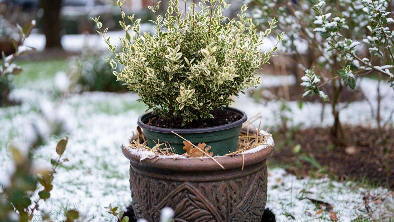 Double-pot and heel-in method to overwinter container Ligustrum Jack Frost