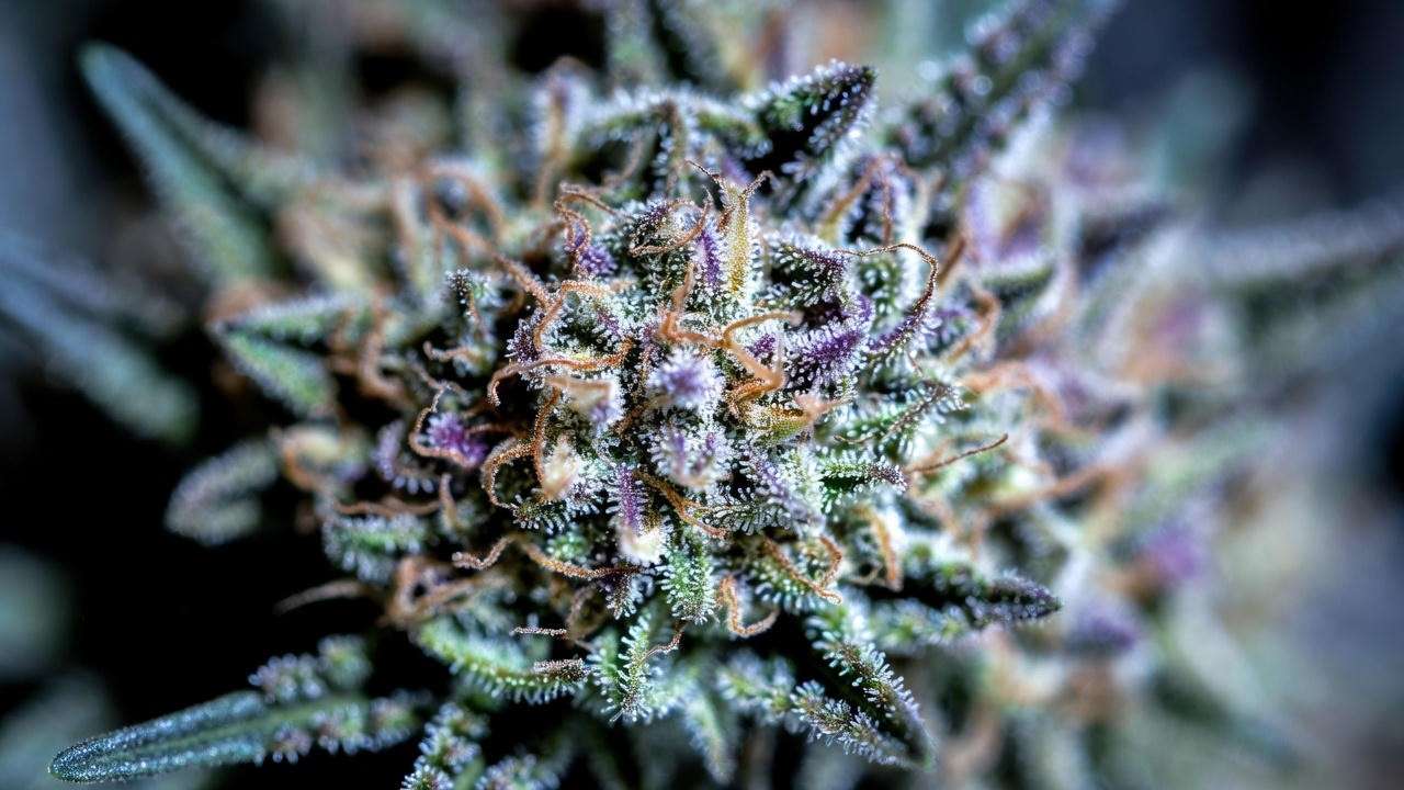 Extreme close-up of frosty trichome-covered cannabis bud showing maximum resin production