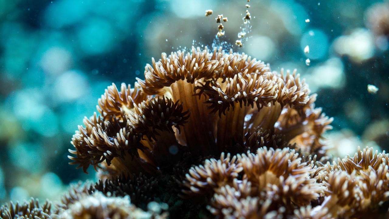 Kenya tree coral target feeding with Reef-Roids showing extended polyps