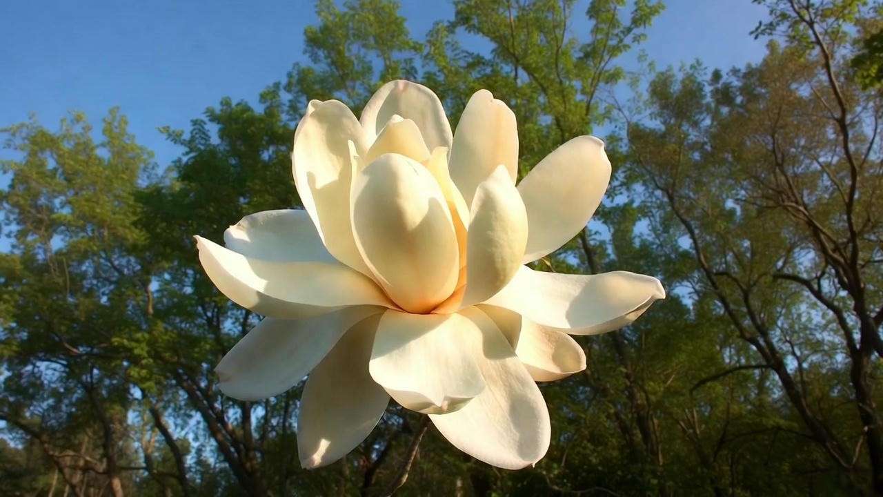 First-ever bloom on a 12-year-old home-grown Southern magnolia tree started from seed
