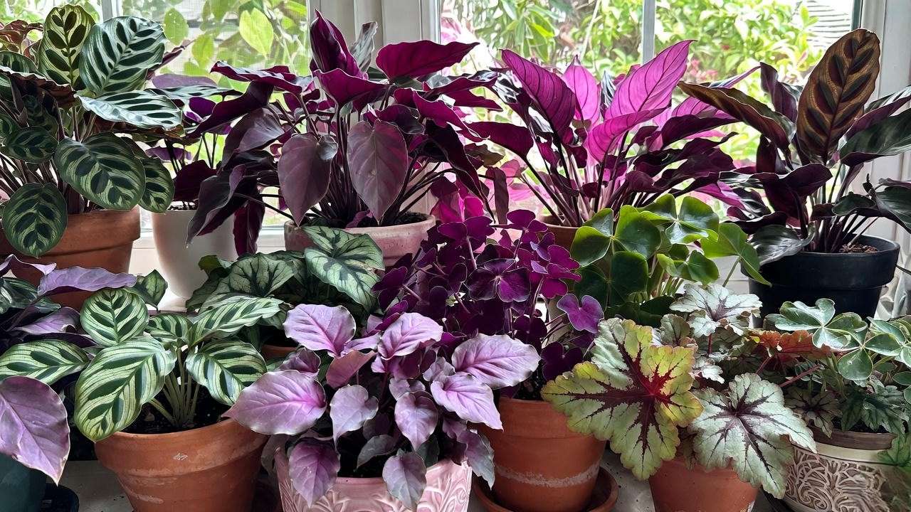 Healthy vibrant purple leaf plants ready for home or garden display