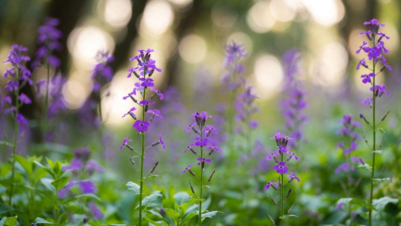 Lunaria annua money plant in full purple bloom during its second year
