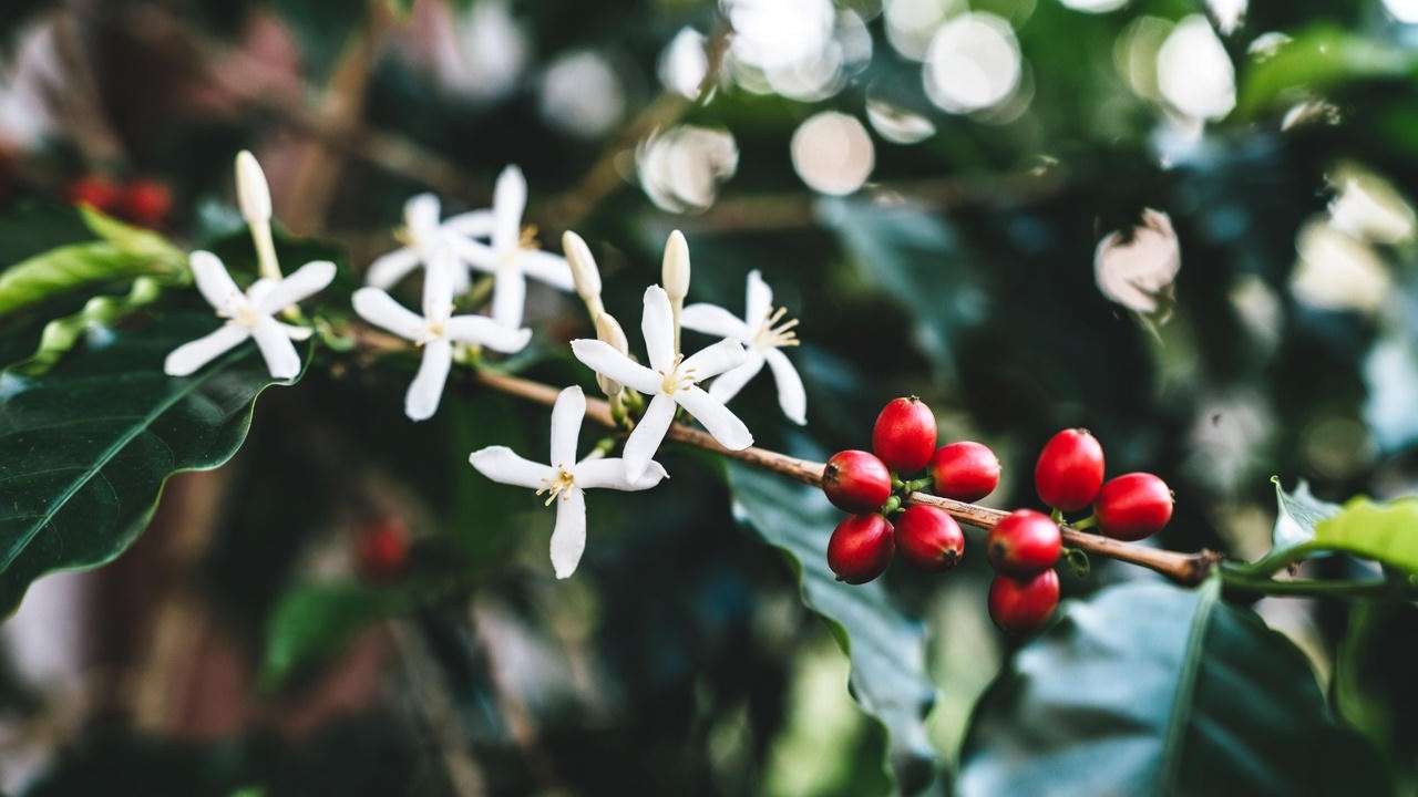 Coffee plant houseplant with white flowers and ripe red coffee cherries ready for harvest