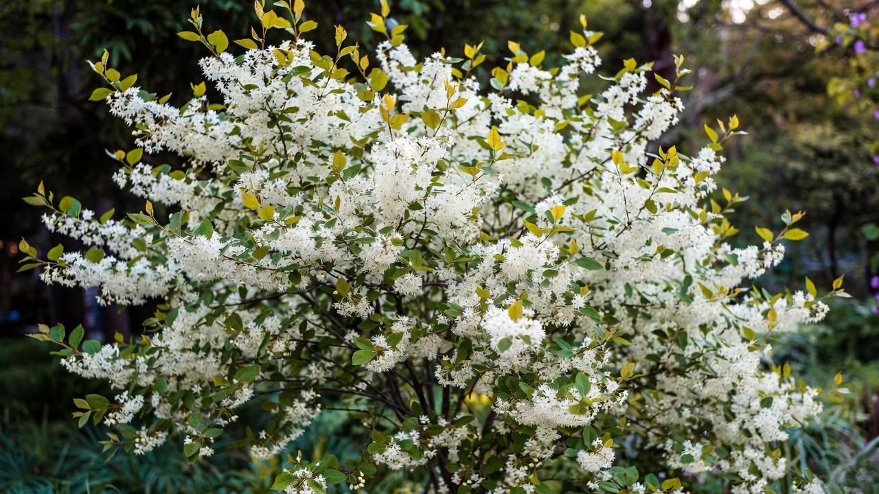 ringe tree compact flowering with white fragrant fringe-like flowers