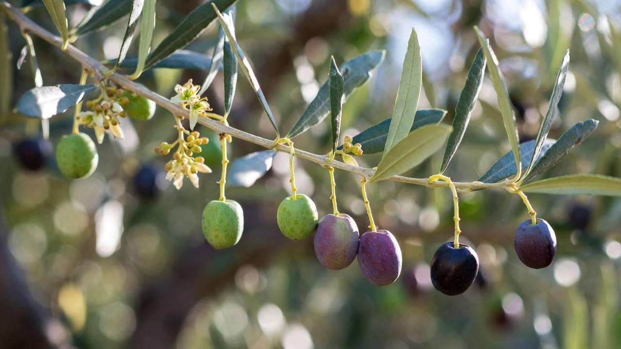 Olive tree from flowering stage to ripe black olives ready for harvest